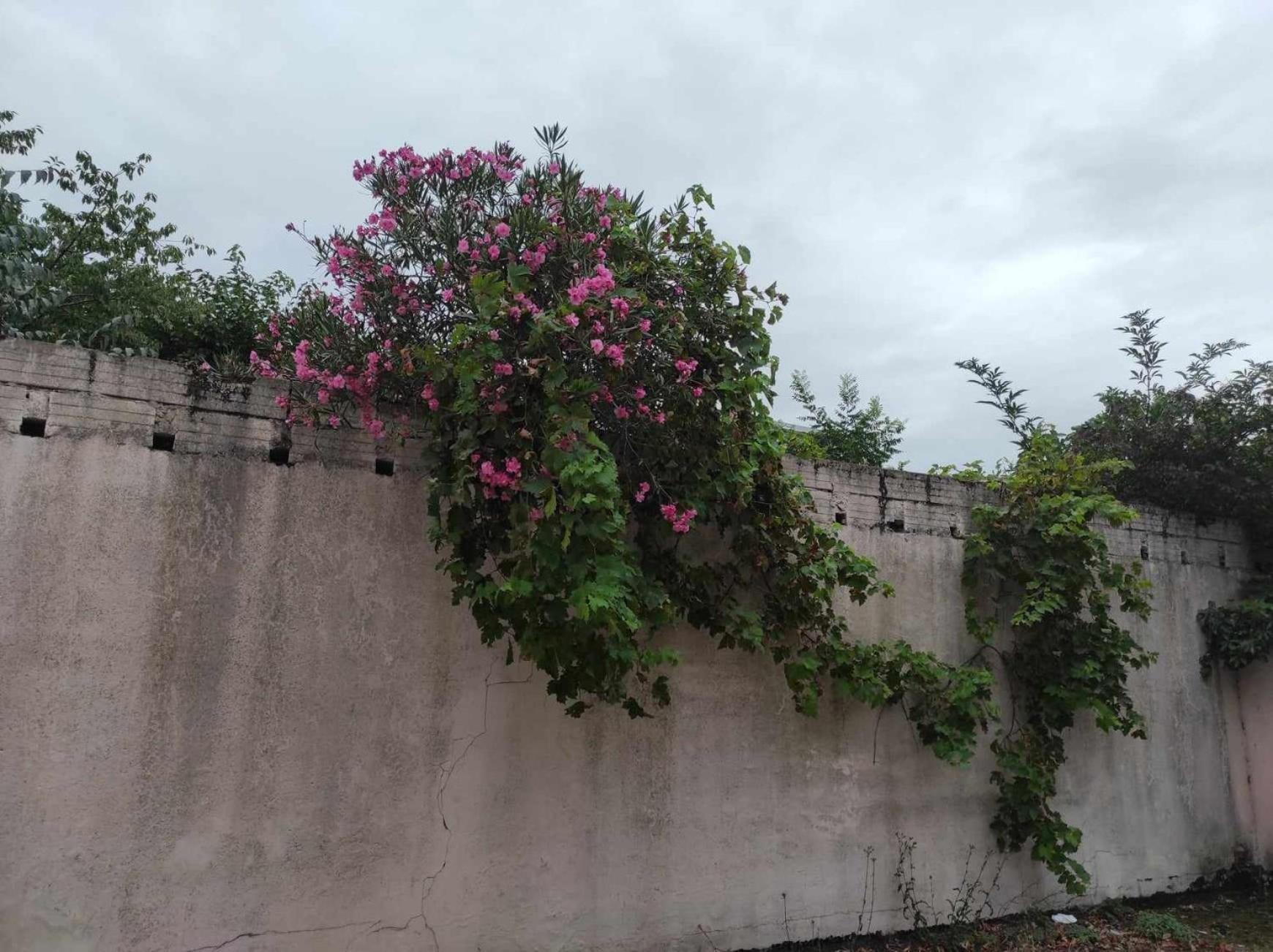 Le Clos Des Coquelicots تولوز المظهر الخارجي الصورة